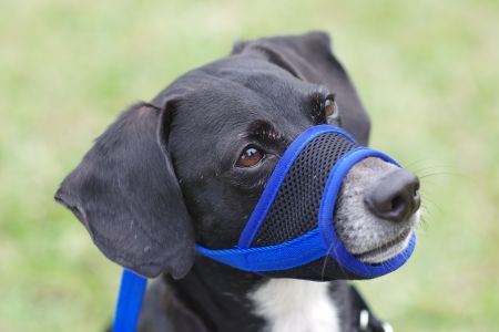 Soft Adjustable Dog Muzzle - Dog Muzzle